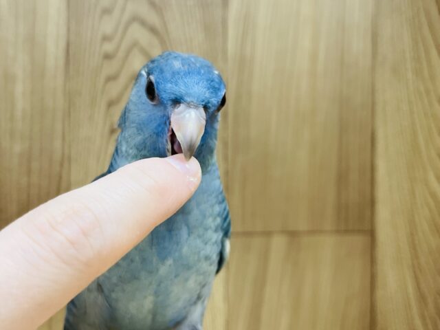 サザナミインコ