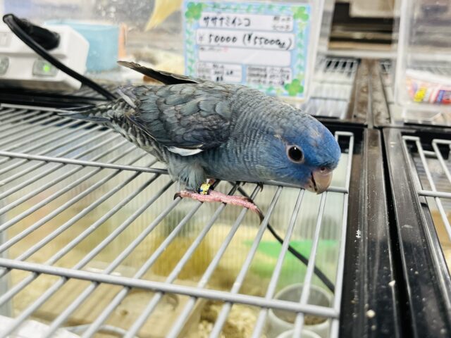 サザナミインコ