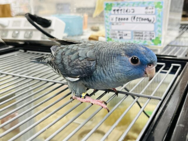 サザナミインコ