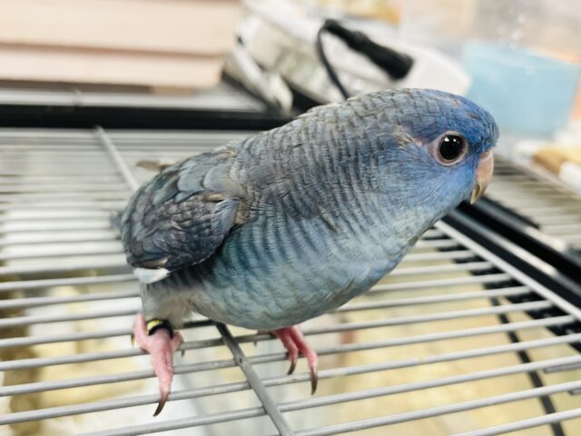 サザナミインコ
