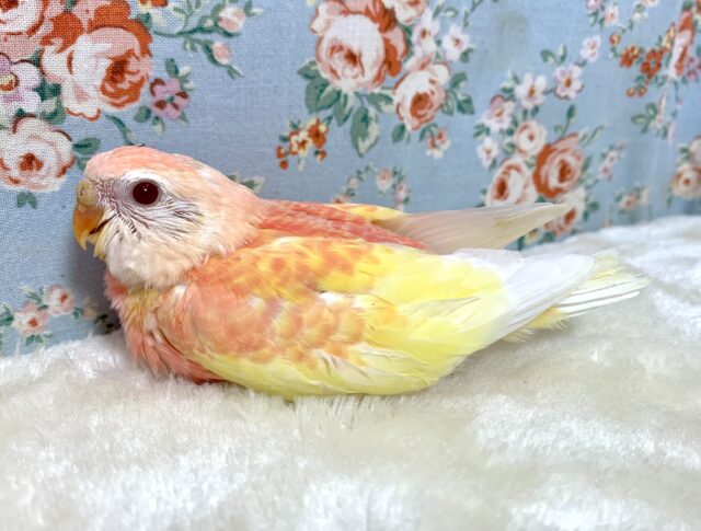 アキクサインコ（秋草インコ）