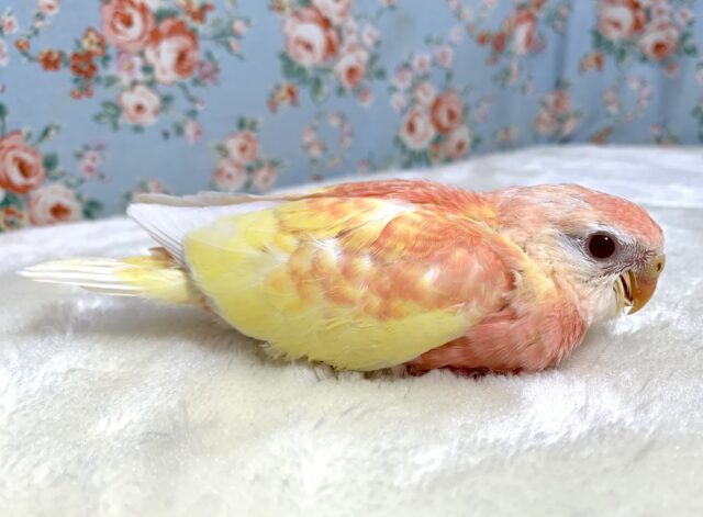 アキクサインコ（秋草インコ）