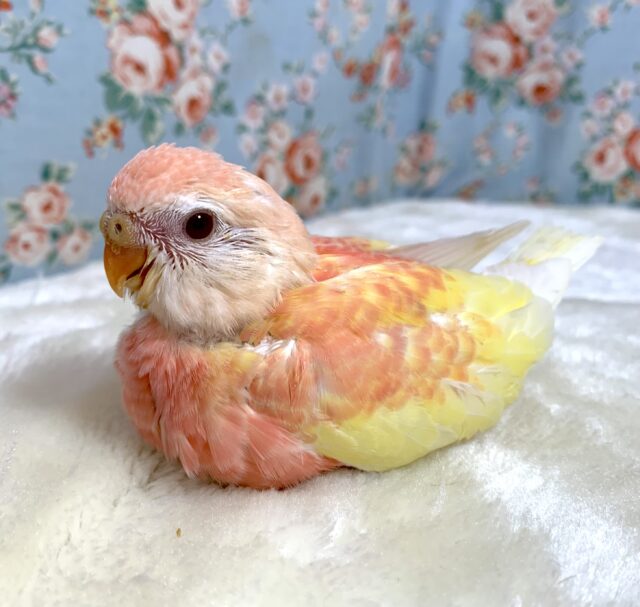 アキクサインコ（秋草インコ）