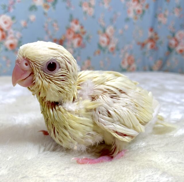 サザナミインコ