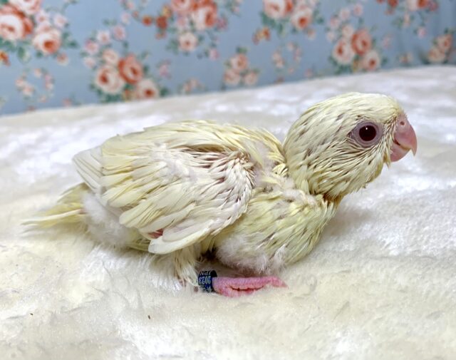 サザナミインコ