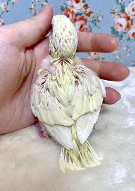 サザナミインコ