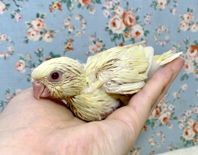 サザナミインコ