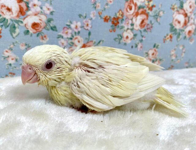 サザナミインコ