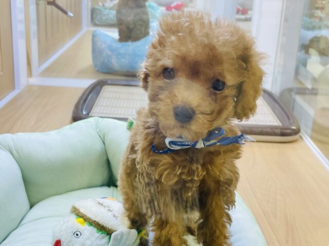 トイプードル