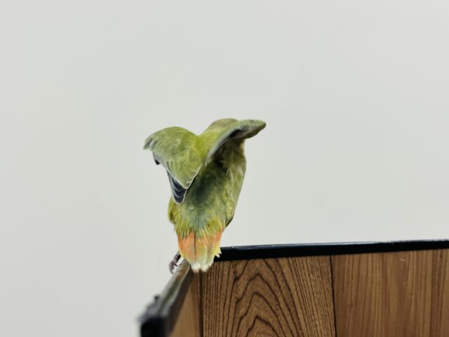 コザクラインコ（小桜インコ）