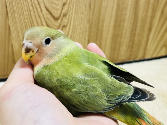 コザクラインコ（小桜インコ）