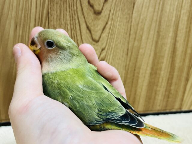 コザクラインコ（小桜インコ）