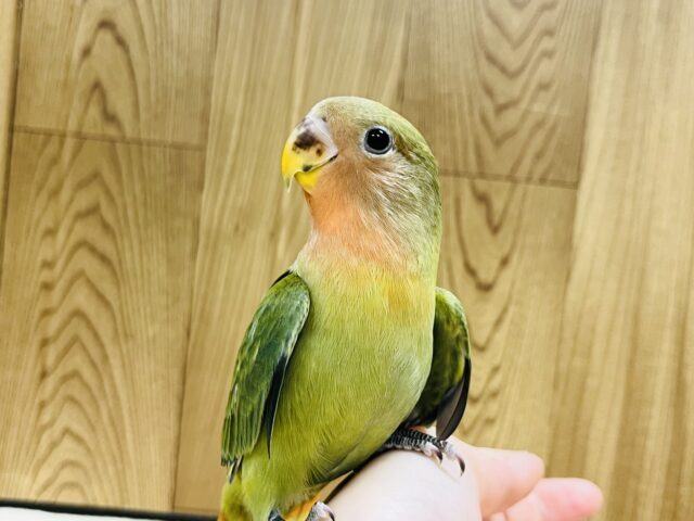 コザクラインコ（小桜インコ）