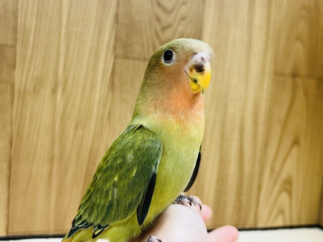 コザクラインコ（小桜インコ）