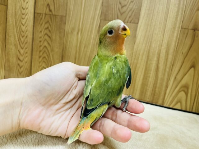 コザクラインコ（小桜インコ）