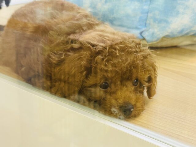 トイプードル