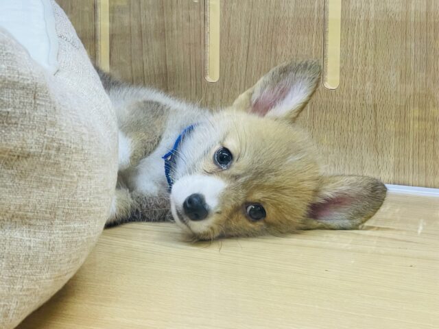 ウェルシュコーギー・ペンブローグ