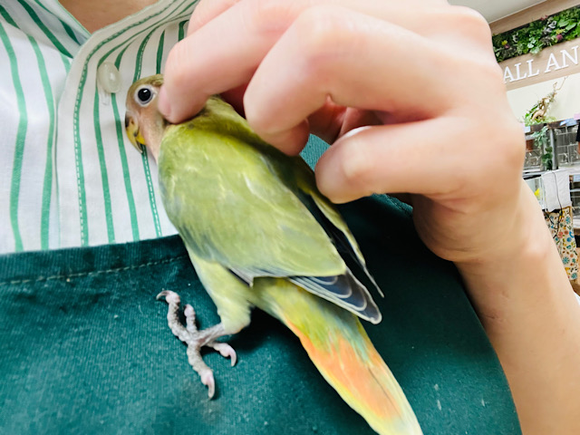 コザクラインコ（小桜インコ）