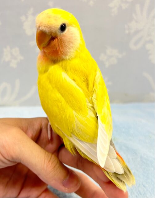 コザクラインコ（小桜インコ）