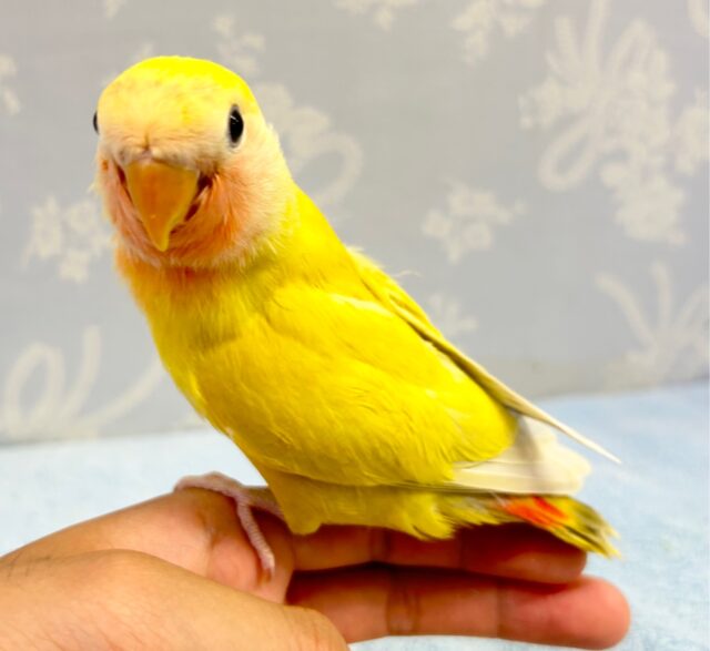 コザクラインコ（小桜インコ）
