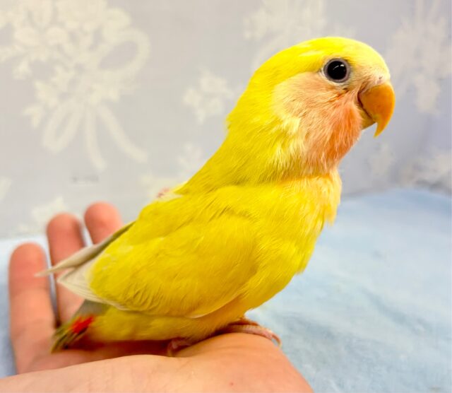 コザクラインコ（小桜インコ）