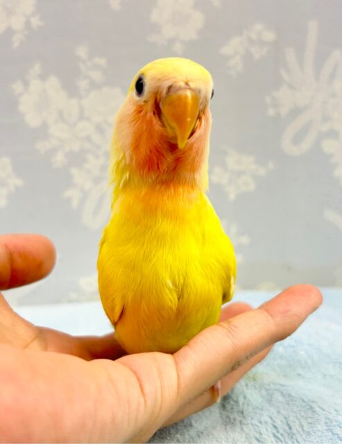 コザクラインコ（小桜インコ）