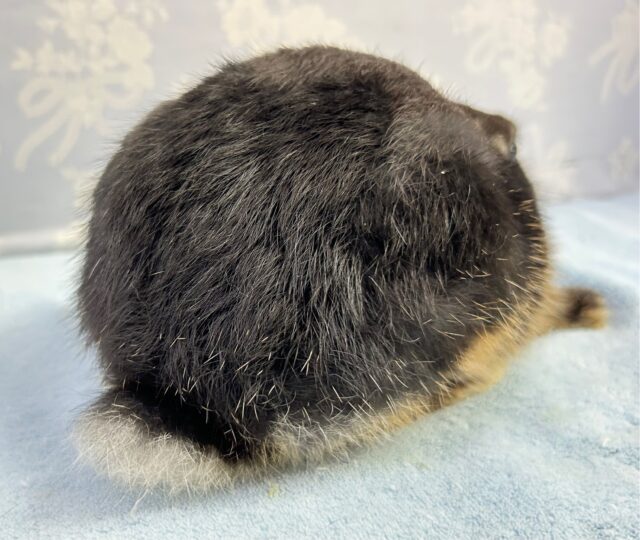 ネザーランドドワーフ