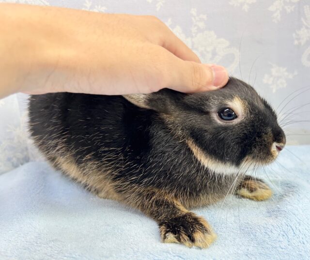 ネザーランドドワーフ