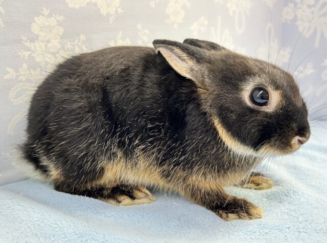 ネザーランドドワーフ