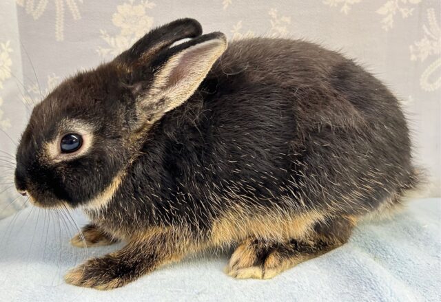 ネザーランドドワーフ