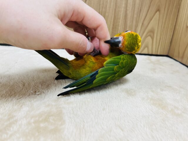 コガネメキシコインコ