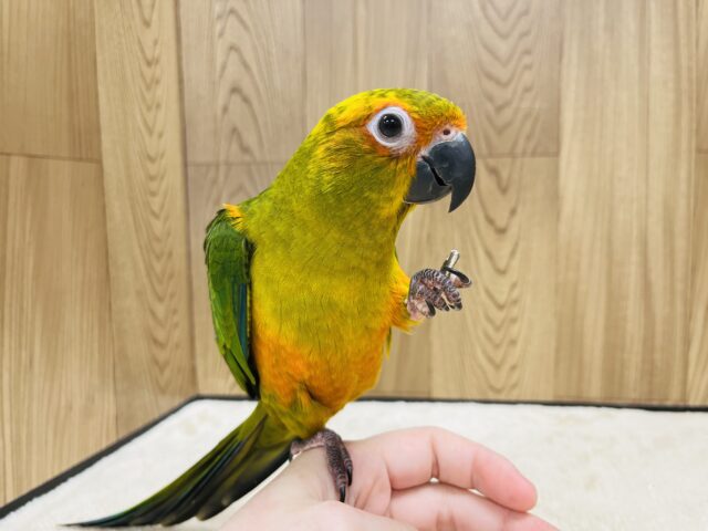 コガネメキシコインコ