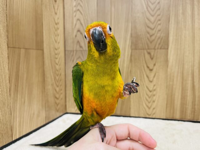コガネメキシコインコ