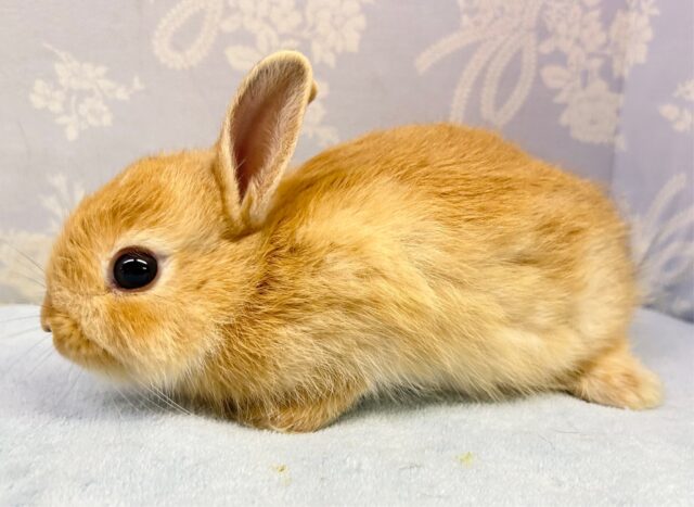 ネザーランドドワーフ