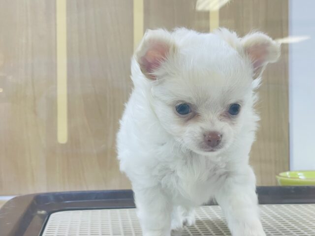 激カワ天使👼チワワの女の子! チワワ