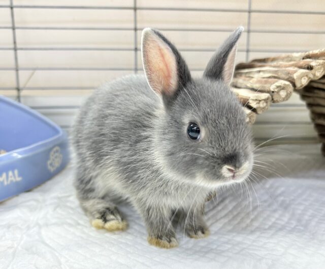 ネザーランドドワーフ