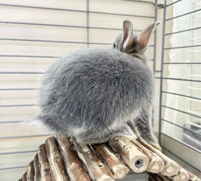 ネザーランドドワーフ