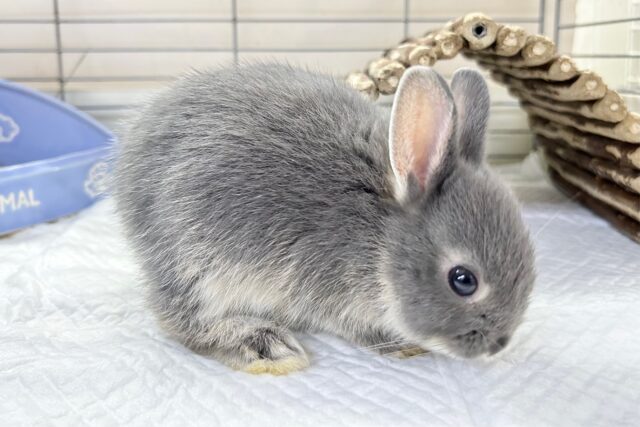 ネザーランドドワーフ