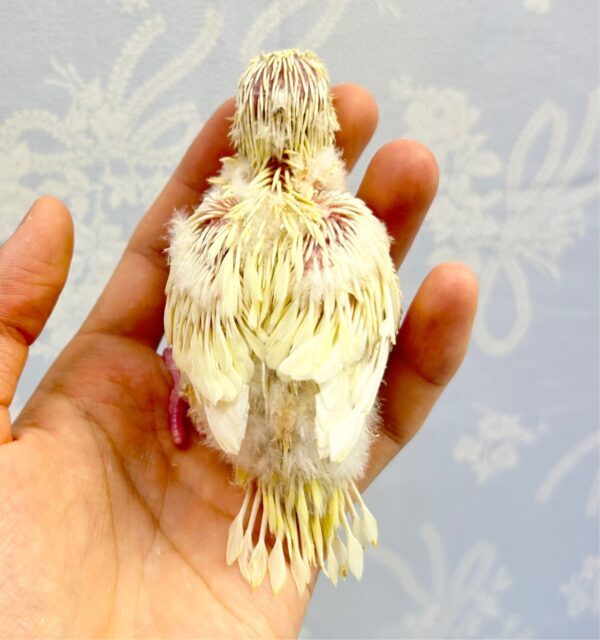 サザナミインコ