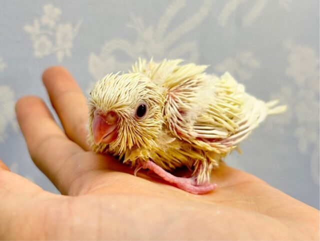 サザナミインコ