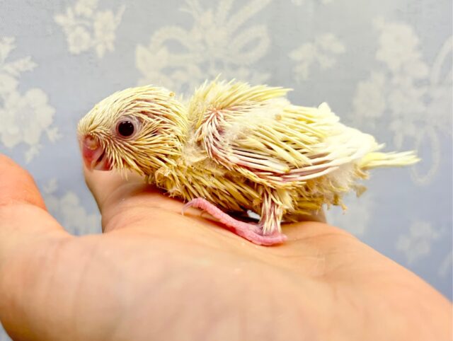 サザナミインコ