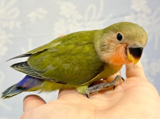 コザクラインコ（小桜インコ）