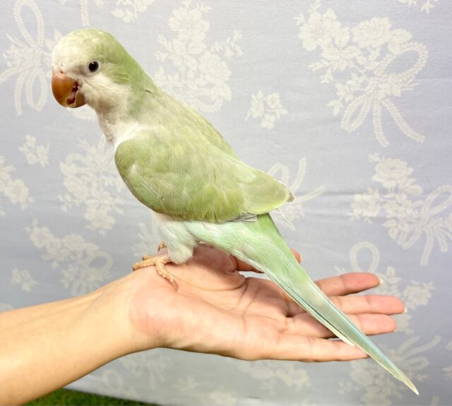 オキナインコ