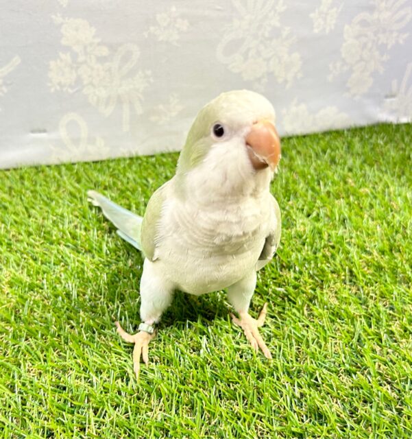 オキナインコ