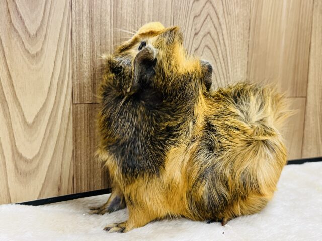 アビシニアンモルモット