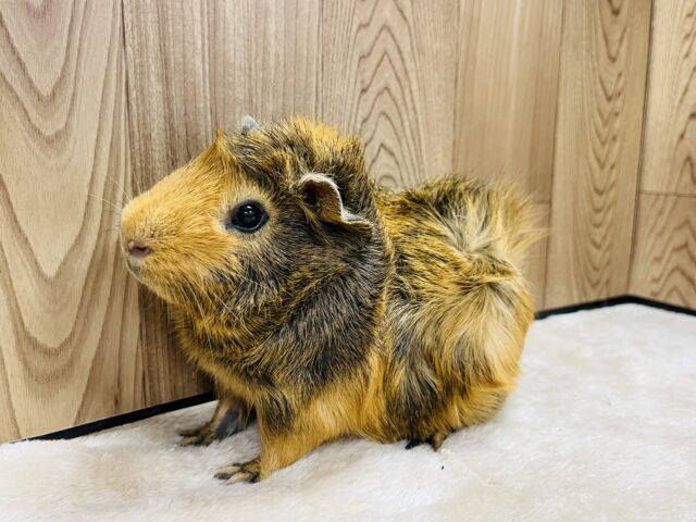 アビシニアンモルモット