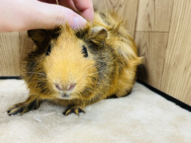 アビシニアンモルモット