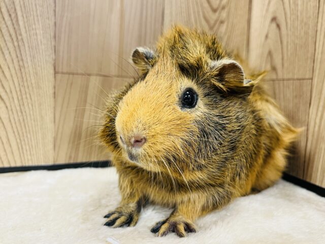 アビシニアンモルモット