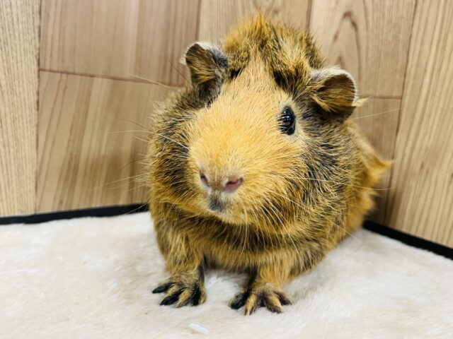 アビシニアンモルモット