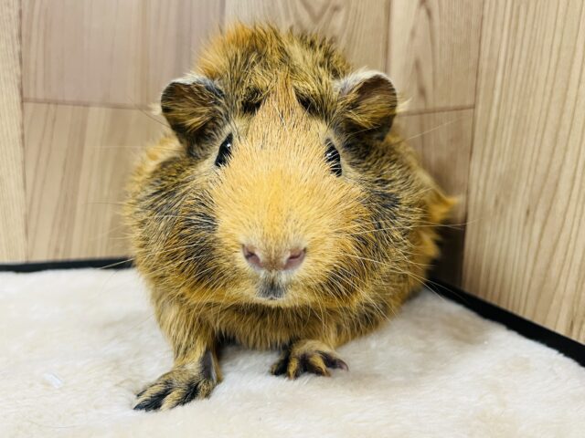 アビシニアンモルモット